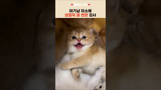 ❄️ 집사 심장을 건 얼음땡! 아깽이는 너무 해로워 🐱