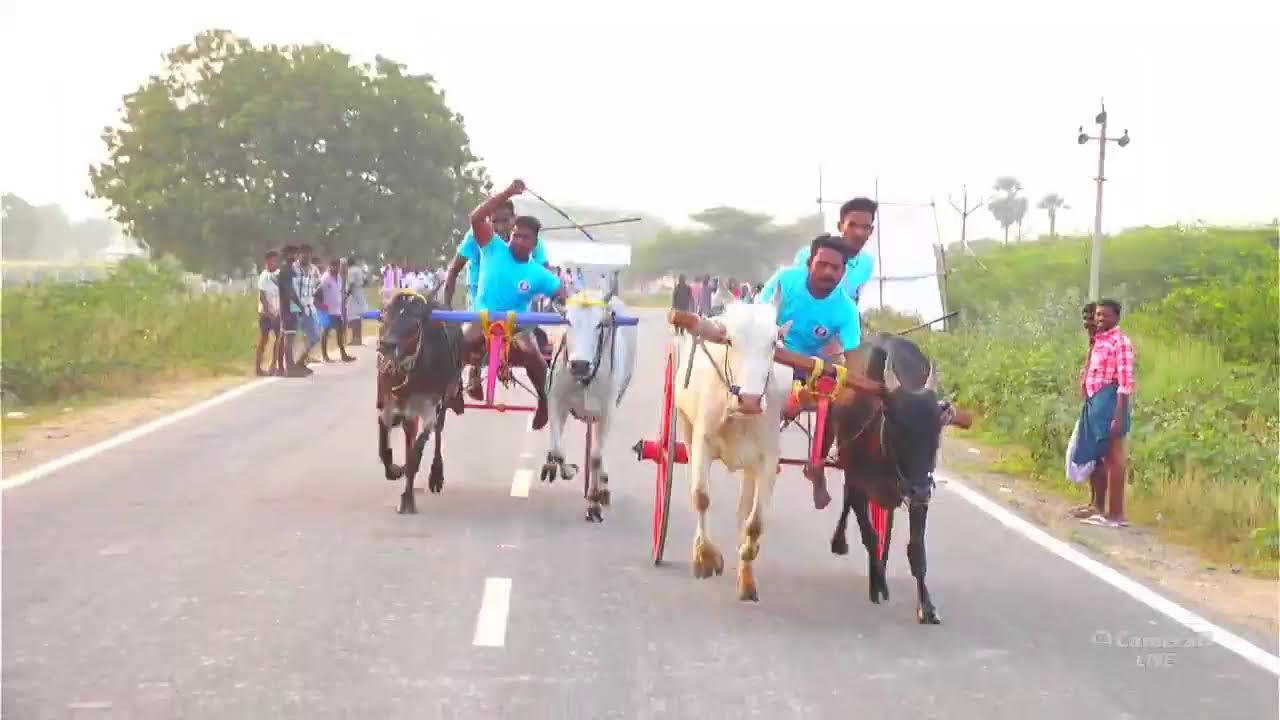 Rekla Rasigan live புதூர் பாண்டியாபுரம் தட்டான் சிட்டு முதல் சுற்று