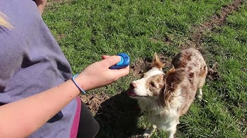 CLIX Multi-Clicker by The Company of Animals | Blain