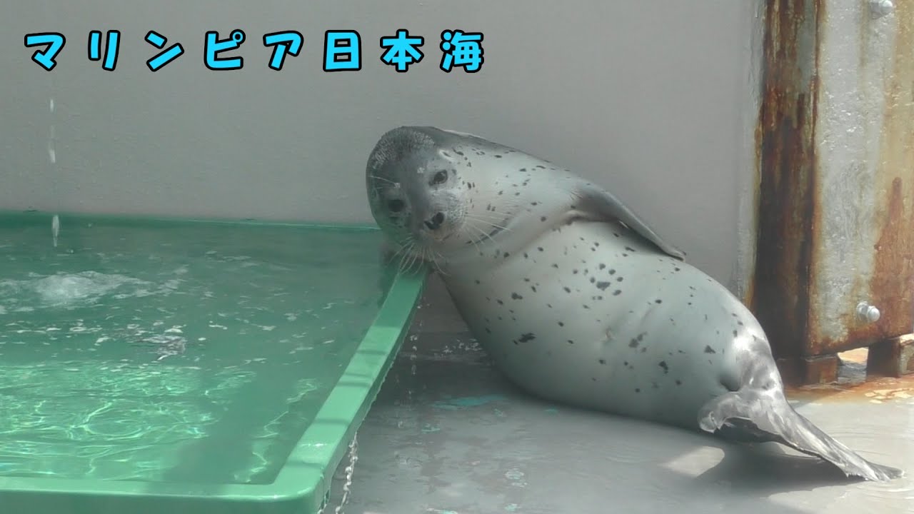 【マリンピア日本海】プールでくつろぐアザラシの子ども（250514）