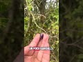 Y ustedes conocían los dundubales #viral #viralvideo