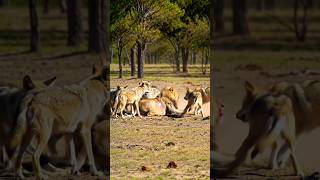 WOLVES MAUL KING! Lion Crippled & Terrified After Savage Pack Attack! 😱😲🚨#Short#animals