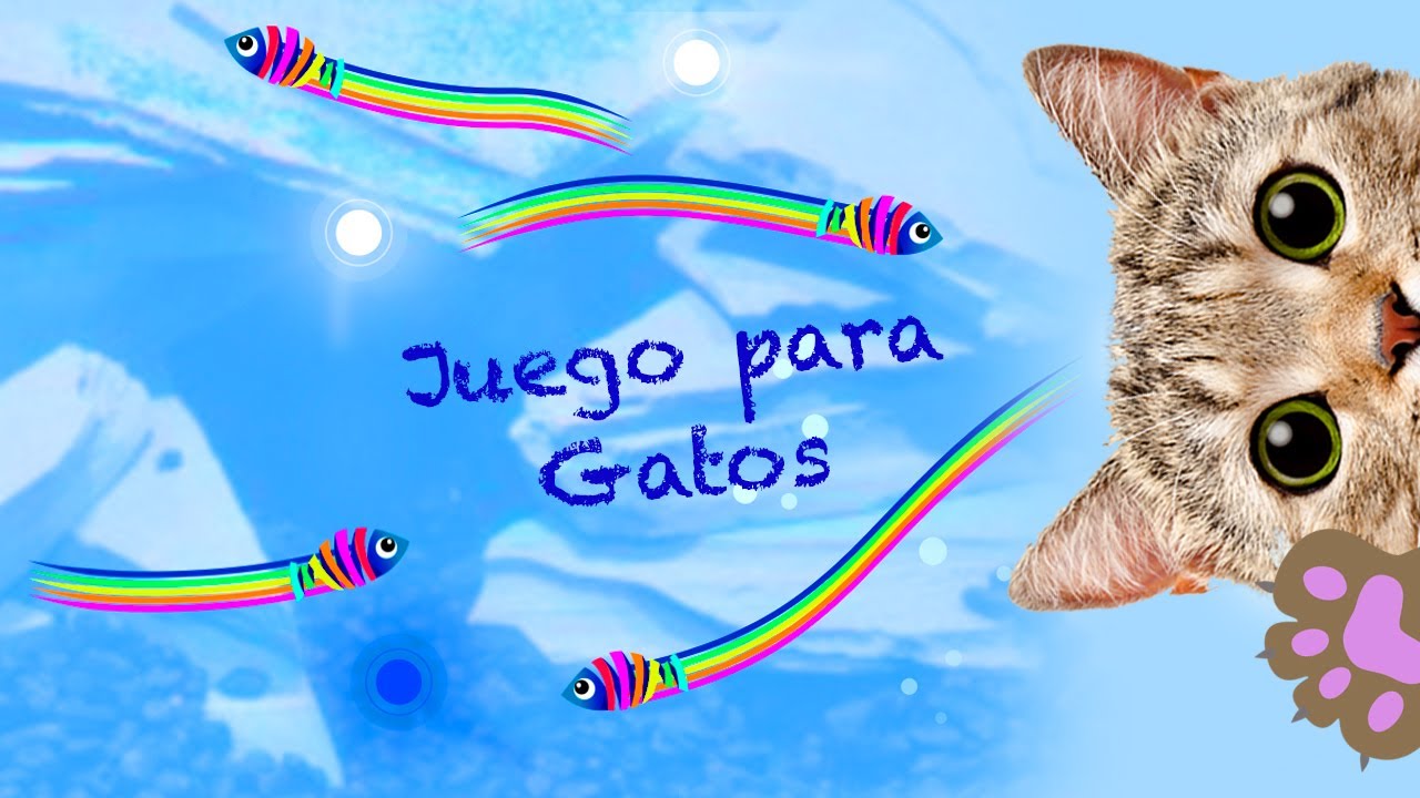 JUEGOS PARA GATOS - Atrapar peces COLA ESTAMBRE en pantalla! Video