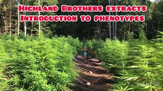 Cannabis phenotypes part-1