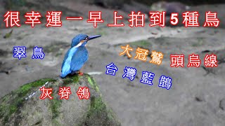 信助哥愛分享の台灣藍鵲 翠鳥 大冠鷲 頭烏線 灰脊鴒很幸運一早上拍到5種鳥 2020/2/26