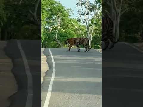 Video: Bandipur-Mudumalai: In de uitlopers van de Blue Mountains