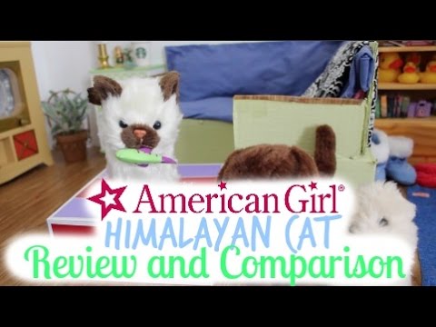 american-girl-cat-review-+-comparison!