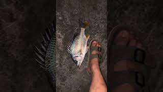 Sea bream