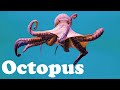 Octopus  animal of the day  educational animals for kids toddlers and preschool children