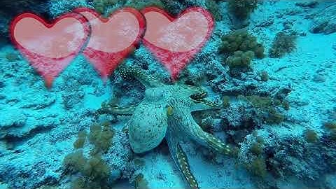 Octopus - Animal of the Day | Educational Animal Videos for Kids, Toddlers and Preschool Children