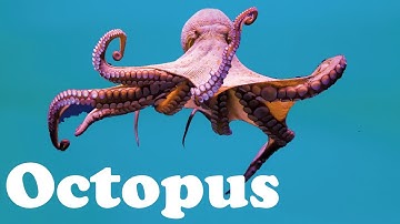 Octopus - Animal of the Day | Educational Animal Videos for Kids, Toddlers and Preschool Children