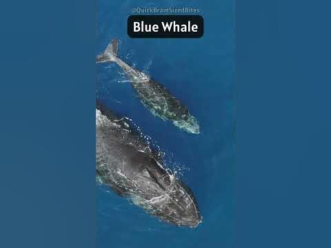 Blue Whale: Heart of the Ocean: Blue Whales and their Giant Hearts! 🐋 ️