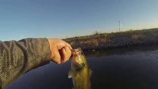 2E Dirty Jigs Canterbury Pro Buzz July
