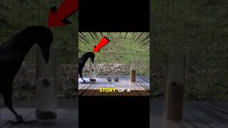 this crow is smarter than a human🤯 #ytshorts #birds #usa #viral
