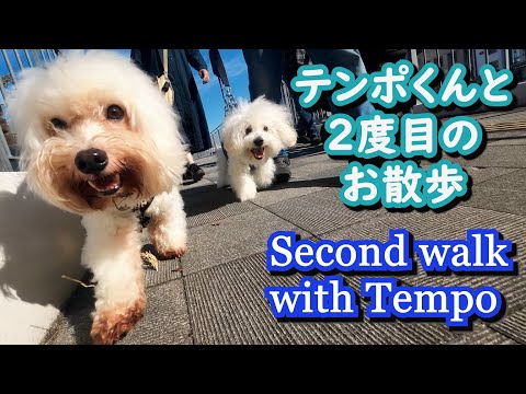 【再会】ビションフリーゼのお友達、テンポくんとお散歩する犬、ビションフリーゼのうたくん。
