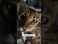 I Can't Stop Laughing At This Trend #viral #funny #trend #cat