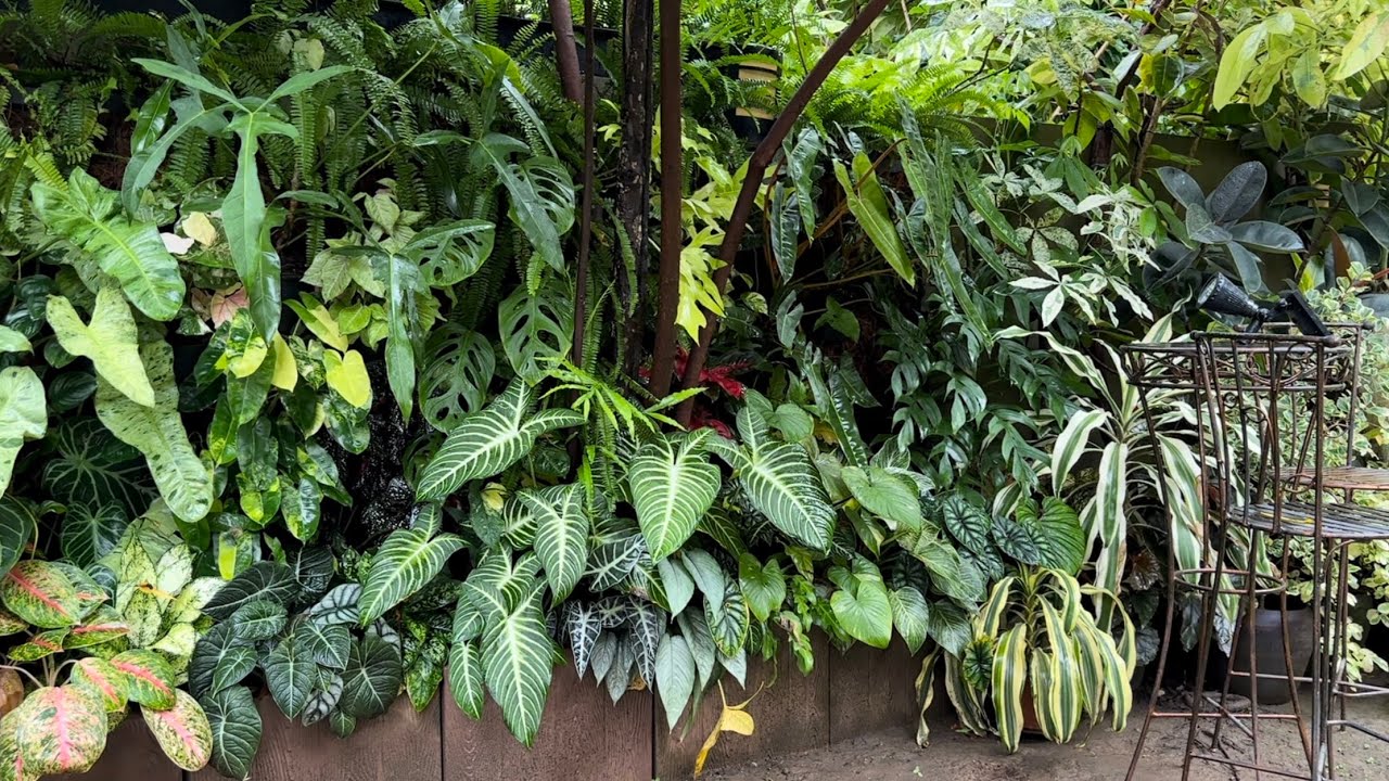 Here’s an update and a complete tour of our garden 🏡🌿🍀🍃🥰