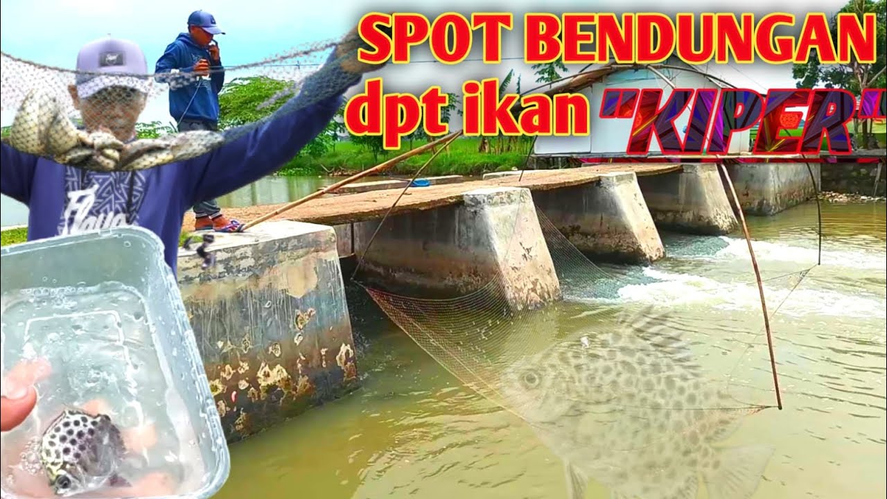 ANCO IKAN DIBENDUNGAN AIR IRIGASI SAWAH|TRADISIONAL FISH|JARING IKAN