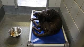 acs A672956