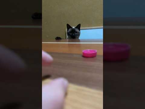蓋で遊ぶシャム猫