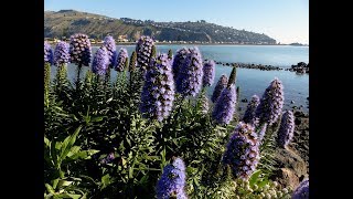 Amazing And Most Beautiful Pride Of Madeira Flowers Echium Candicans