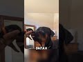 Отец - пёс впервые увидел своего щеночка❤️ #shorts