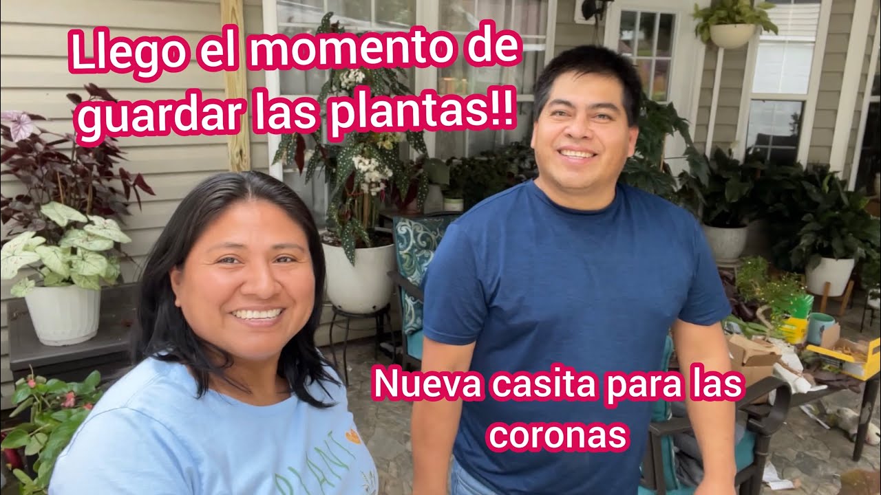 El invierno se acerca 🥶 vamos a guardar las plantas | Nueva casa para las coronas