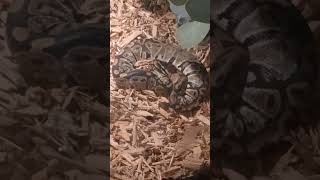 Look who i found!! I'm so happy #ballpython #youtubeshorts #ballpythons101 #shorts #youtubeshorts