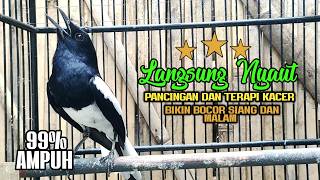 Suara Burung Kacer ini Bikin Kacer Lawan Emosi Gacor, Pancingan Kacer Agar Cepat Emosi Gacor