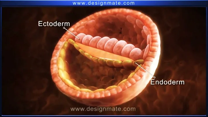 Human Embryonic Development