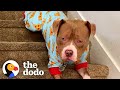 Pitties Know The Secrets To Life  | The Dodo Pittie Nation