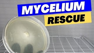 Download Lagu How to Save a Contaminated Mushroom Liquid Culture MP3