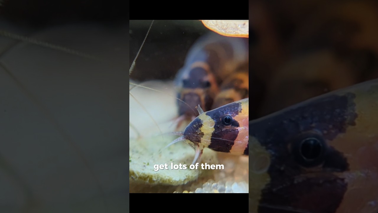 3 способа постоянно выводить на свет вьюнов сорта Кухли