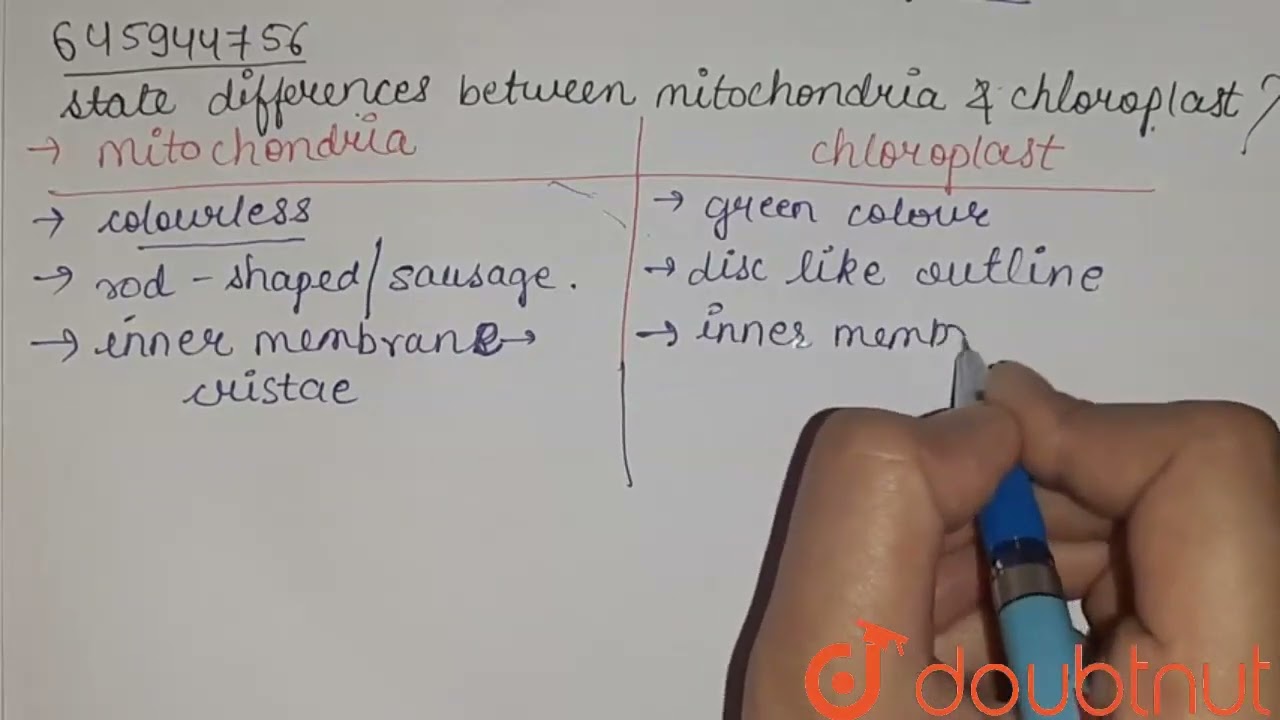 State The Differences Between Mitochondria And Chloroplast CLASS 8 State The Differences Between Mitochondria And Chloroplast CLASS 8