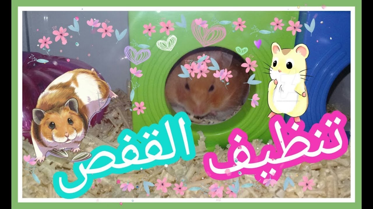 كيف أنظف القفص الزجاجي للهامستر !!!! Cleaning My Hamster CAGE YouTube