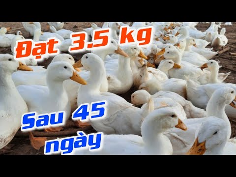 Video: Vịt Versus Gà: Lợi ích của việc nuôi vịt