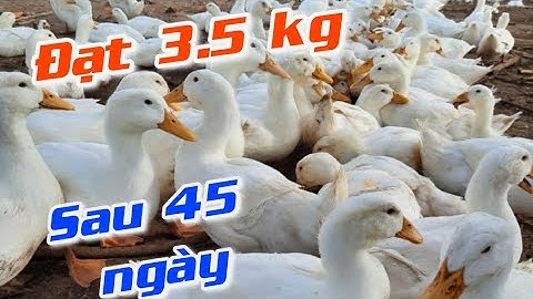 Có nên đầu tư Nuôi vịt siêu nạc Grimaud ,giống vịt siêu to khổng lồ | Khởi Nghiệp TV
