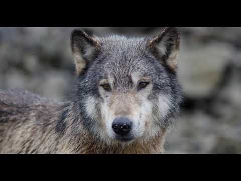 Волки демонстрируют навыки решения проблем, воруя из крабовых ловушек