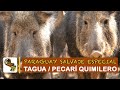 Paraguay Salvaje: Tagua
