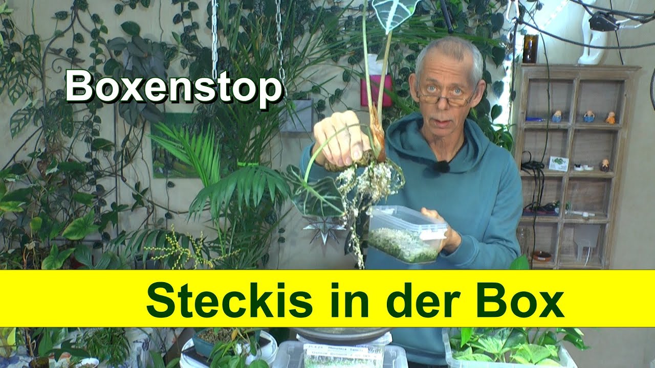 Growbox. Steckis in der Box. Vermehrung und dann Einpflanzen. Wie geht das?