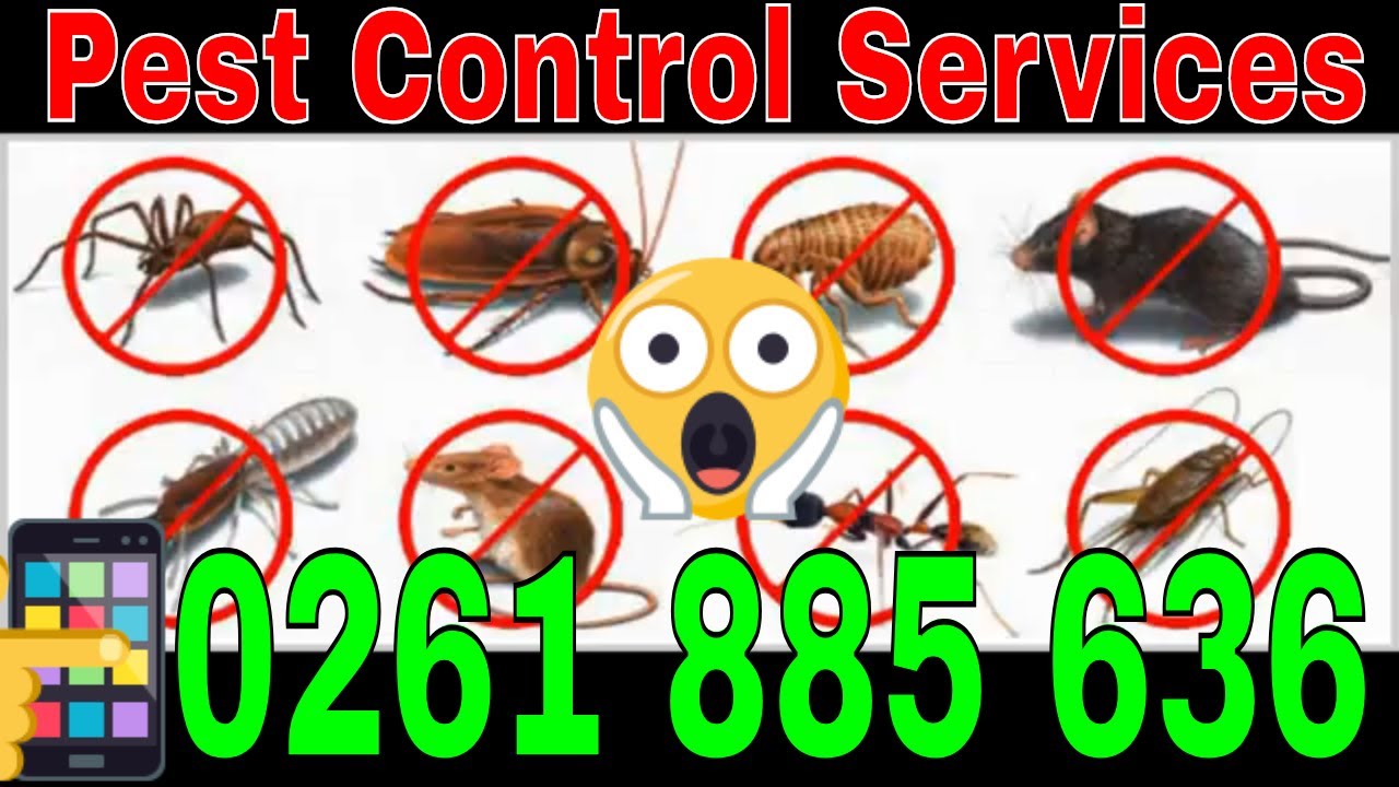 Pest Control Services in Canberra | Call + 61 (26) 1885636