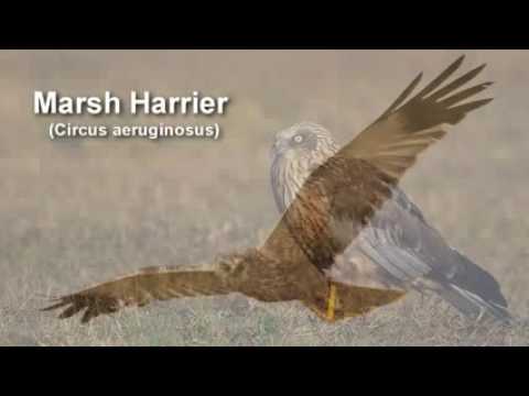 Marsh Harrier ~ Western Marsh Harrier Bird Call BIRDSONG
