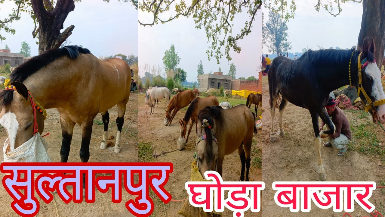 सुल्तानपुर घोड़ा बाजार इस्लाम गंज 