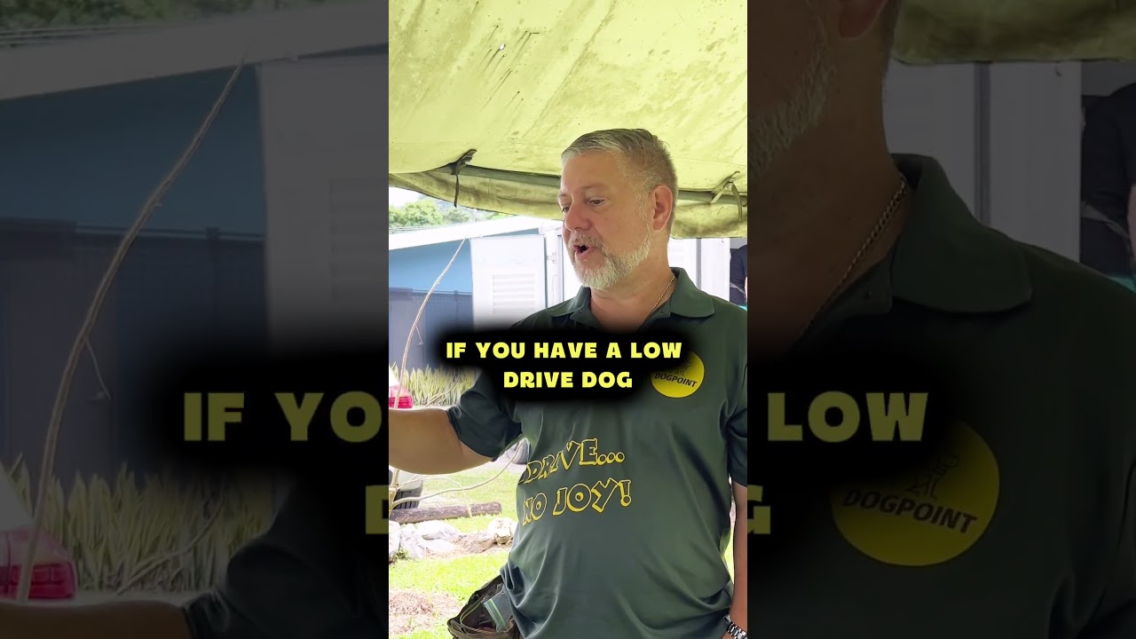 How to train a high energy dog  