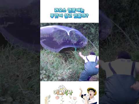라오스 연못에 투망을 던지면 어떤 <strong>생물이</strong> 잡힐까요?