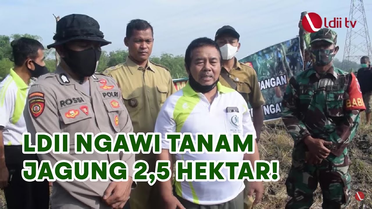 LDII TV Ngawi : LDII Ngawi Tanam Jagung 2,5 Hektar