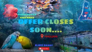 Less Price Fishes & Birds In Madurai Tamil V-Log