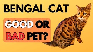 The Truth about Bengal Cats! | Real Life Experience 🐆