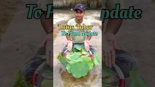 Lotus Tuber To Plant Update | Lotus Plant Care Tips #lotusplantcare #lotustubertoplant #lotus screenshot 1