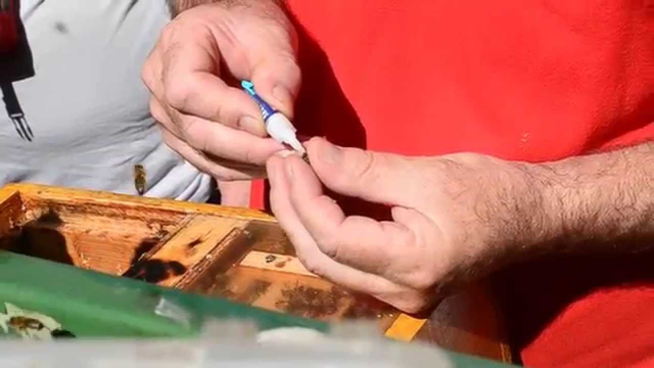 Marquage d'une reine Carnica